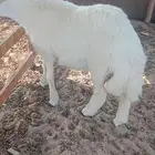 فلح من ذكر الله وصلى على النبي خروف طيب حرق للبيع عمر سته ش