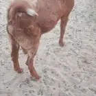 ما شاء الله التيس طيب فل الفل للبيع
