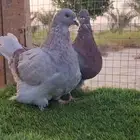 ميلي بار مشاء الله تبارك الله الصحه ممتازه
