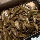 عود مروكي عالمي