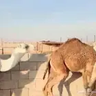 اللبييع حشو مفاريد طيش طيش ماشالله من شحم عددهم 6روس