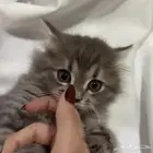 بسه للبيع مع العلم هو ذكر بس اني مخليته انثى