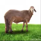 ذبائح سواكني تربيه