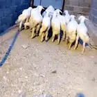 بهم تربيه كفو