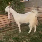 عنز بيضا جرم