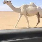 لقحه على ولد هداج