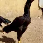 طقم شامو ألماني