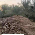 جريد بالكميه الموقع ارطاوي الحماميد