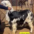 ملحمة ذبائح الحجاز - مخطط البدراني-بجوار صيدلية المجتمع