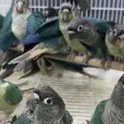 فروخ كونيور بلو شيك