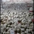 دجاج لاحم كميات