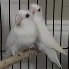 جوز روز البينو