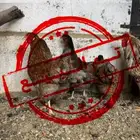 دجاج وايندوت ( تم البيع ) ( تم البيع )