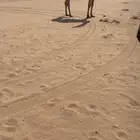 ابل