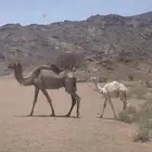 خلفه ضيار هديه