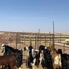 تيوس وجفار العدد 12