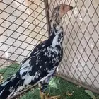 طقم سندي بيور