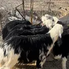 ذبايح نجد جزله