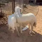 طليان حريه