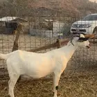 للبيع عنز بيشيه جرم