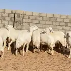 رخال حريات حرش خوات بعض 46 راس
