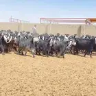 معزا عوارض صنف