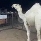 للبيع ضريبه نادره