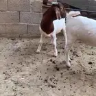 بورقت
