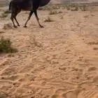 ثنو طيبه لقحه سليمه من العذاريب