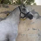 فرس واهو جميلة