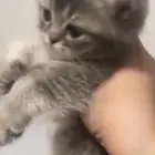 قطه سكوتش ستريت للبيع