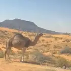 لقحه كفو ومعه جمل باتلي طيب