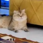 للتزاوج فحل سكوتش فولد ny11