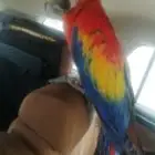 موصل طيور حيونات اليفه امنات