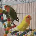 للبيع زوج طيور روز منتج