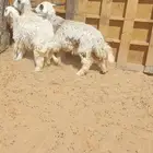 جذعات مهجنات