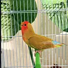 عصافير روز تم البيع
