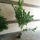 ليمون بنزهير