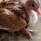 حمام شامي