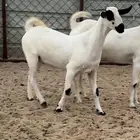 عنز بيشيه كحلا فاخره