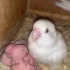 زوج روز البينو بفروخه