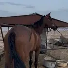 حصان سبوق للبيع