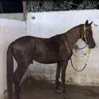 سلام عليكم
