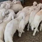 بهم تربيه