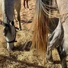 يعلن اسطبل السريح