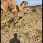 مطلوب جمل احمر
