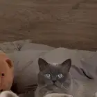قط ذكر للتزاوج