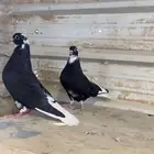 زوج قطيفي ب انتاجه
