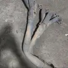 هدرز فتك