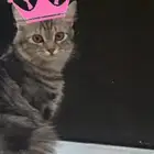 قطه للتبني